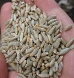 Grain - Rye Kernels